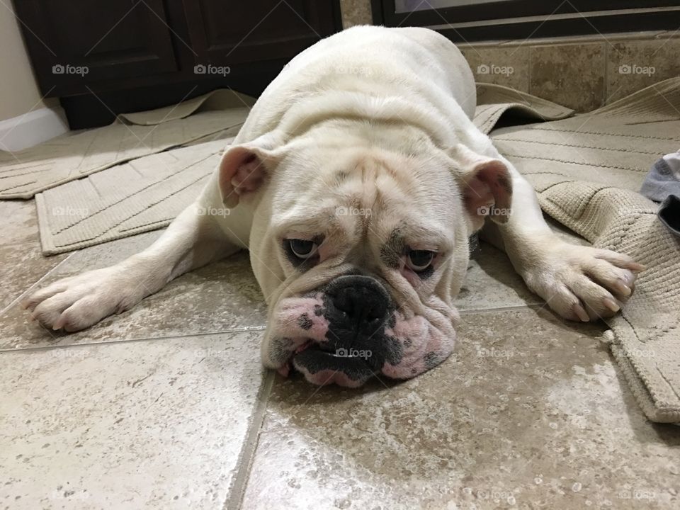 Tired bulldog