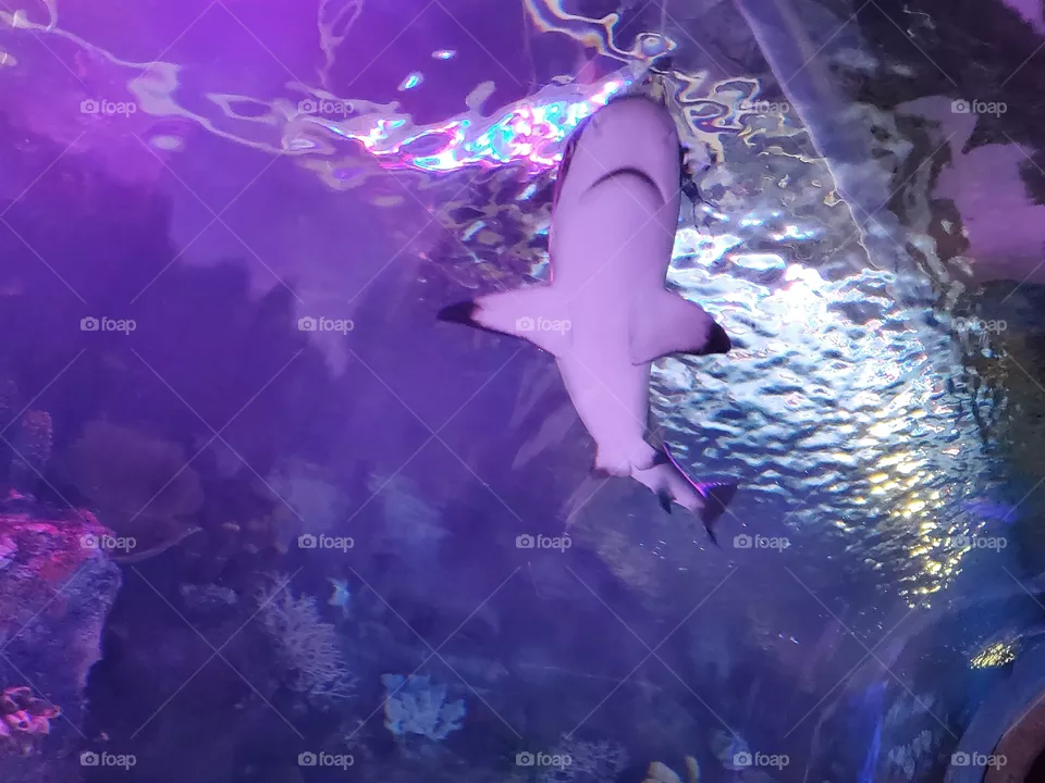 VIA Aquarium