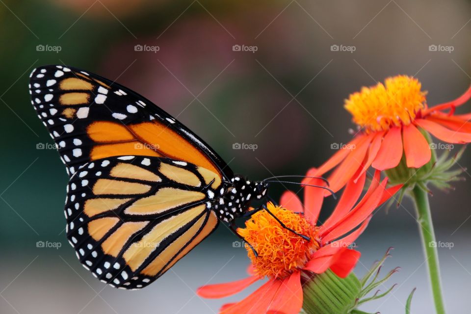 Macro closeup monarch butterfly wings folded on flower 