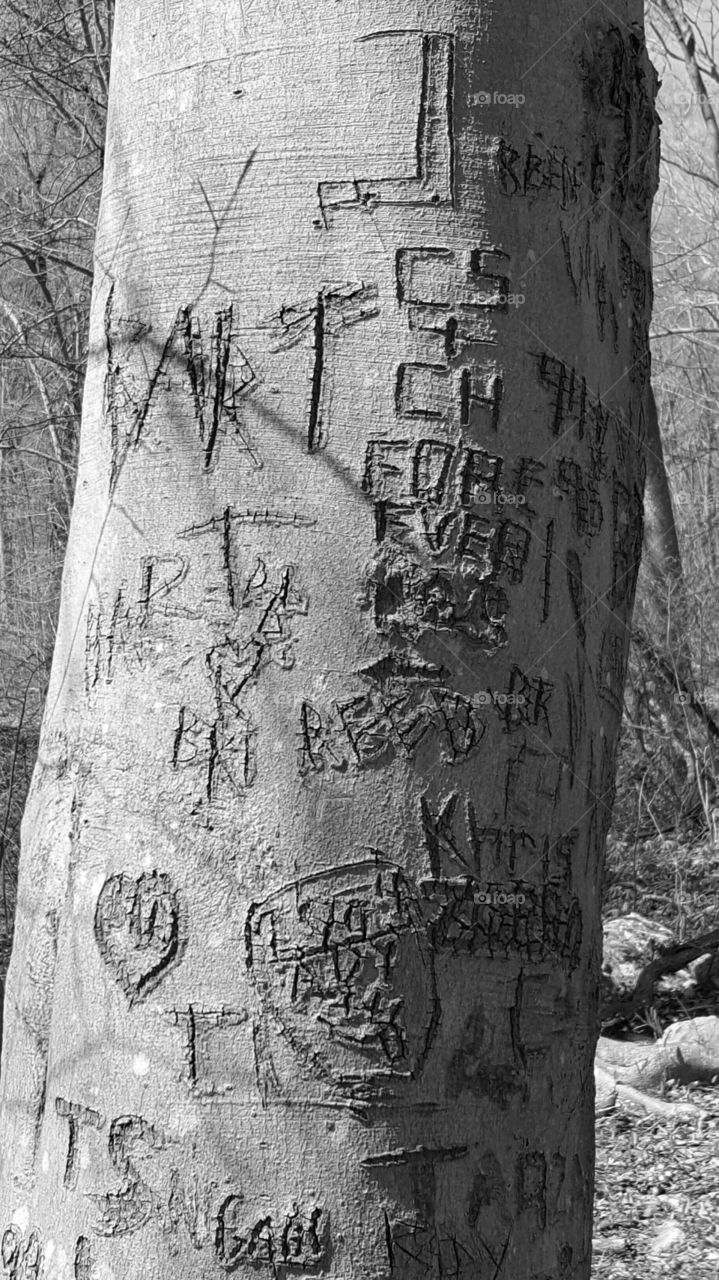 initials carved in tree
