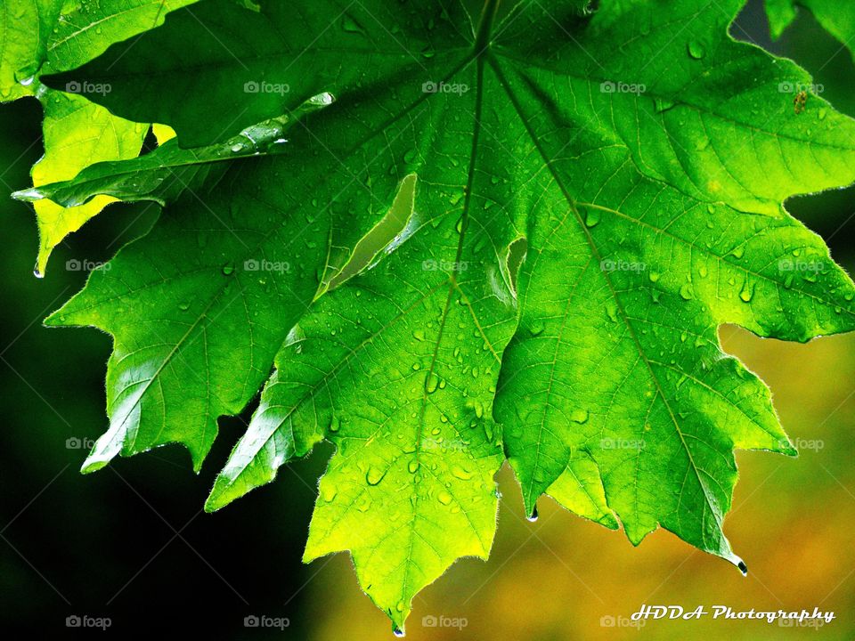 Maple leaf drips with rain