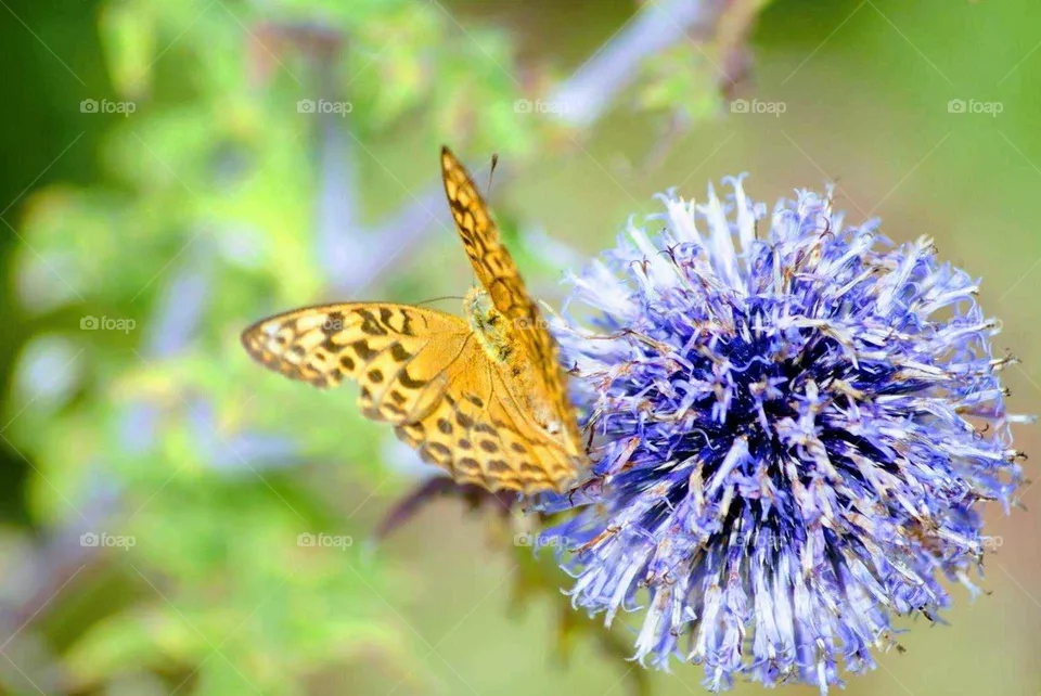 Schmetterling