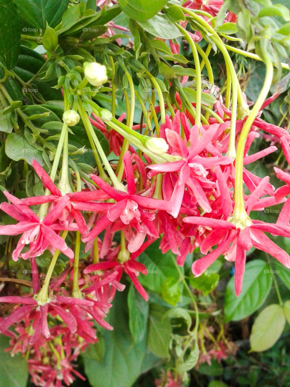 pink rangoon creeper flower. flower in garden