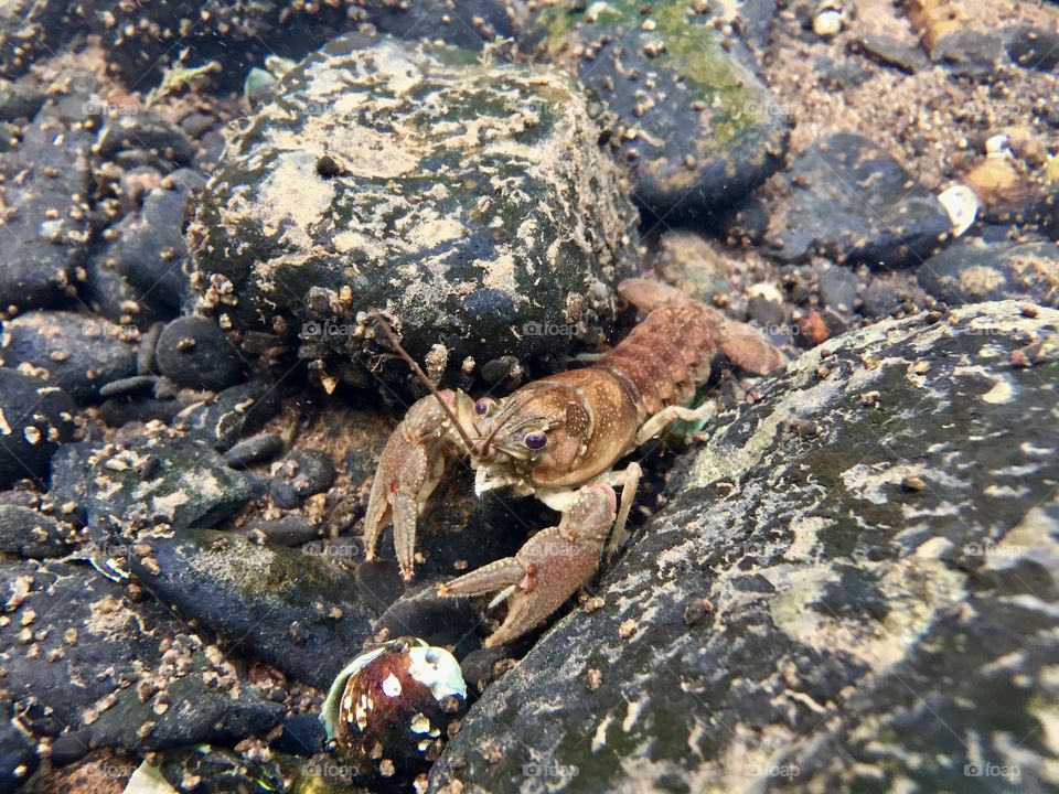 Crayfish hides between rocks in the clear waters of the Susquehanna river in PA. 