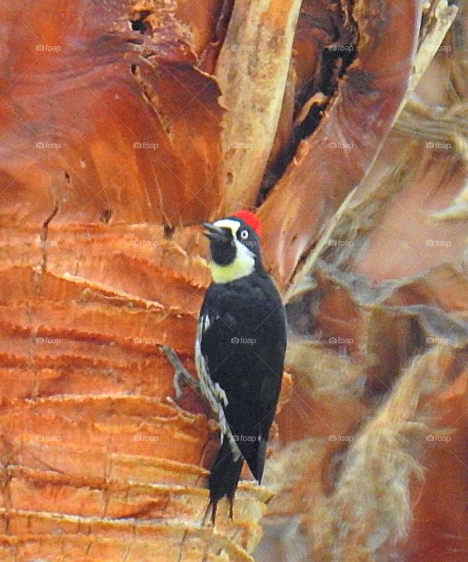 Acorn Woodpecker