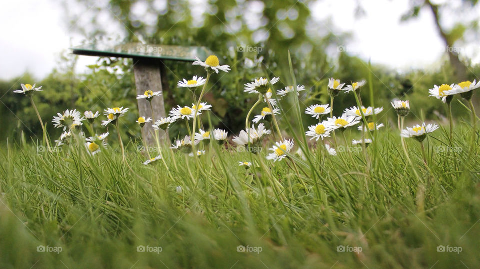 macro grass summer uk by chris7ben