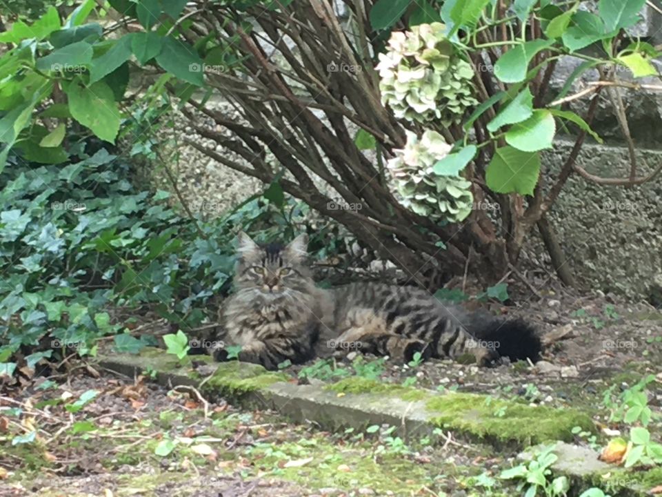 Cool cat chilling and visiting my garden