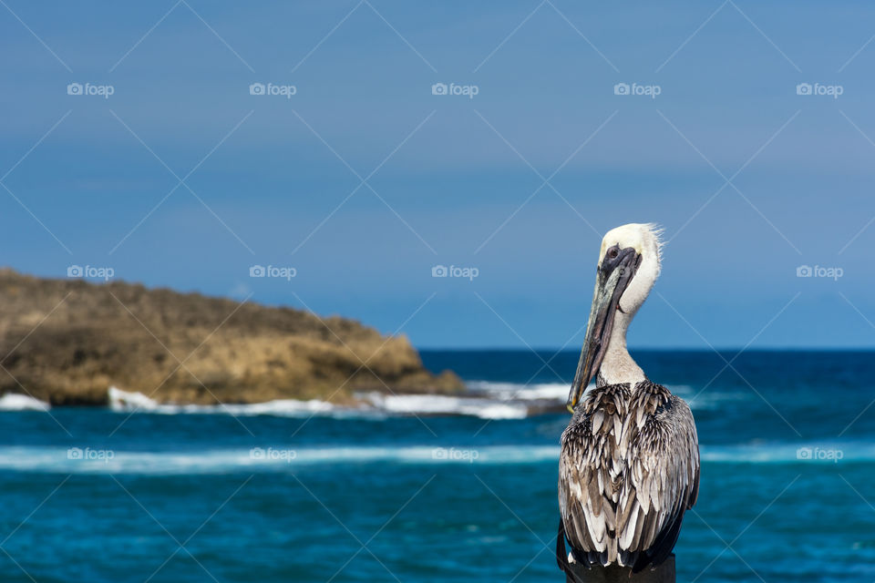 Pelican at the beach Peñón Amador Camuy Puerto Rico