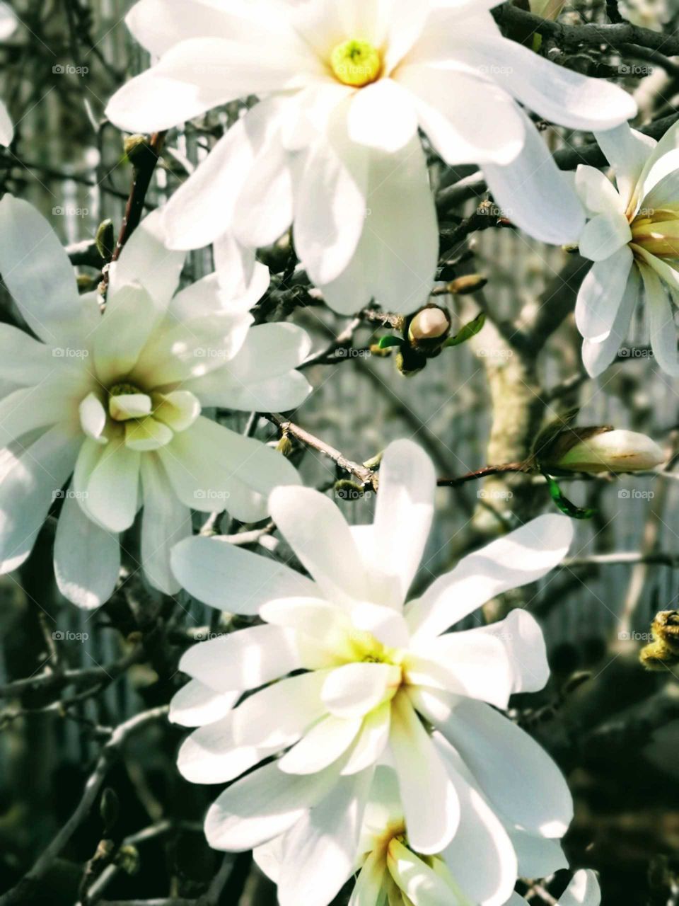 a blooming white magnolia tree