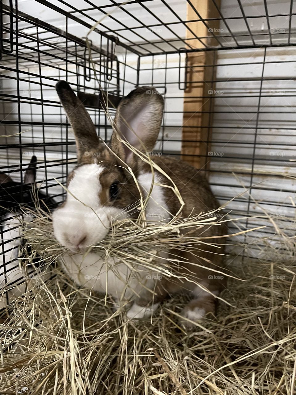 Pet Dutch rabbit eating hay. 