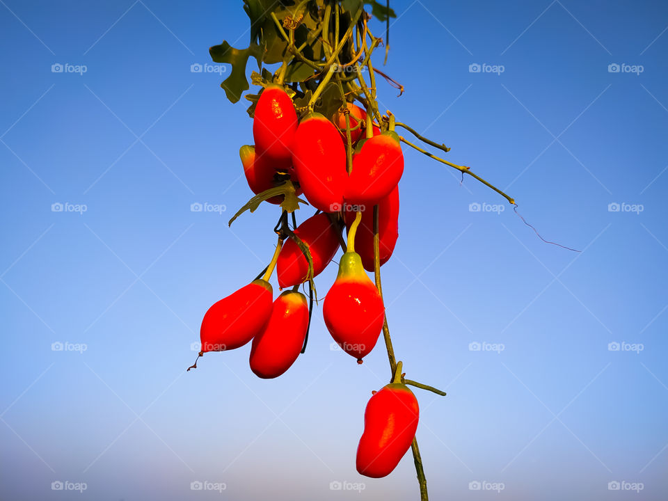 Ivy gourd with leaves and green and riped red fruits on blue isolation.