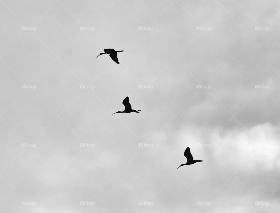 Bird photography - Egrets