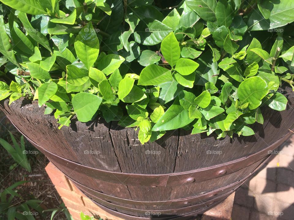 Barrel potted plants- wood barrel with metal rings keeping the wood together. Wood and metal work well together 