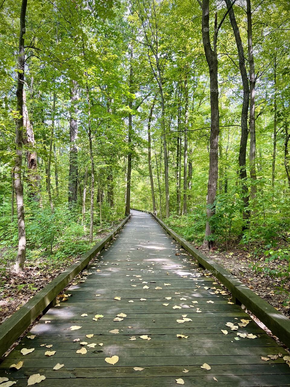 A beautiful walk through the woods on bright sunny summer day 