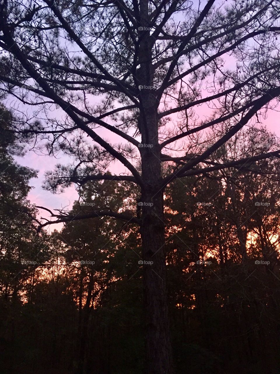 Dark pine trees trying to hide the magnificent sunset! The sky still peaks through with yellow, orange, pink and purple!