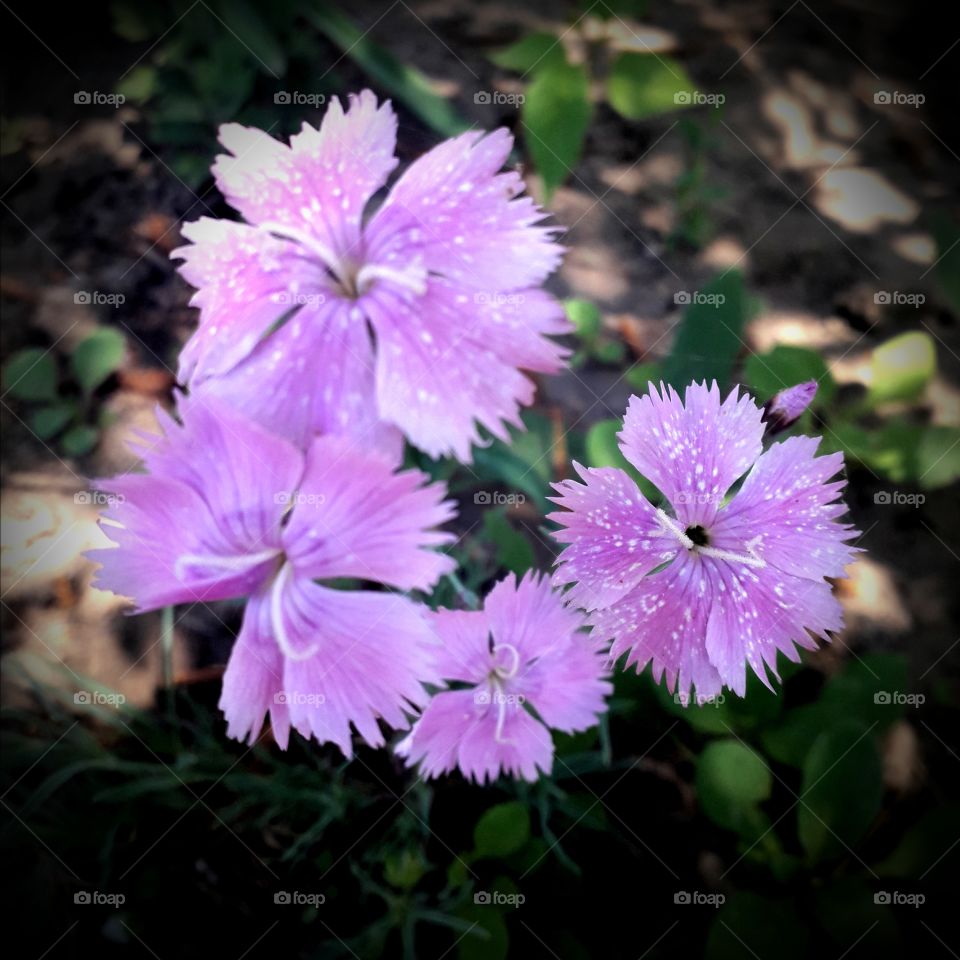 pink flowers