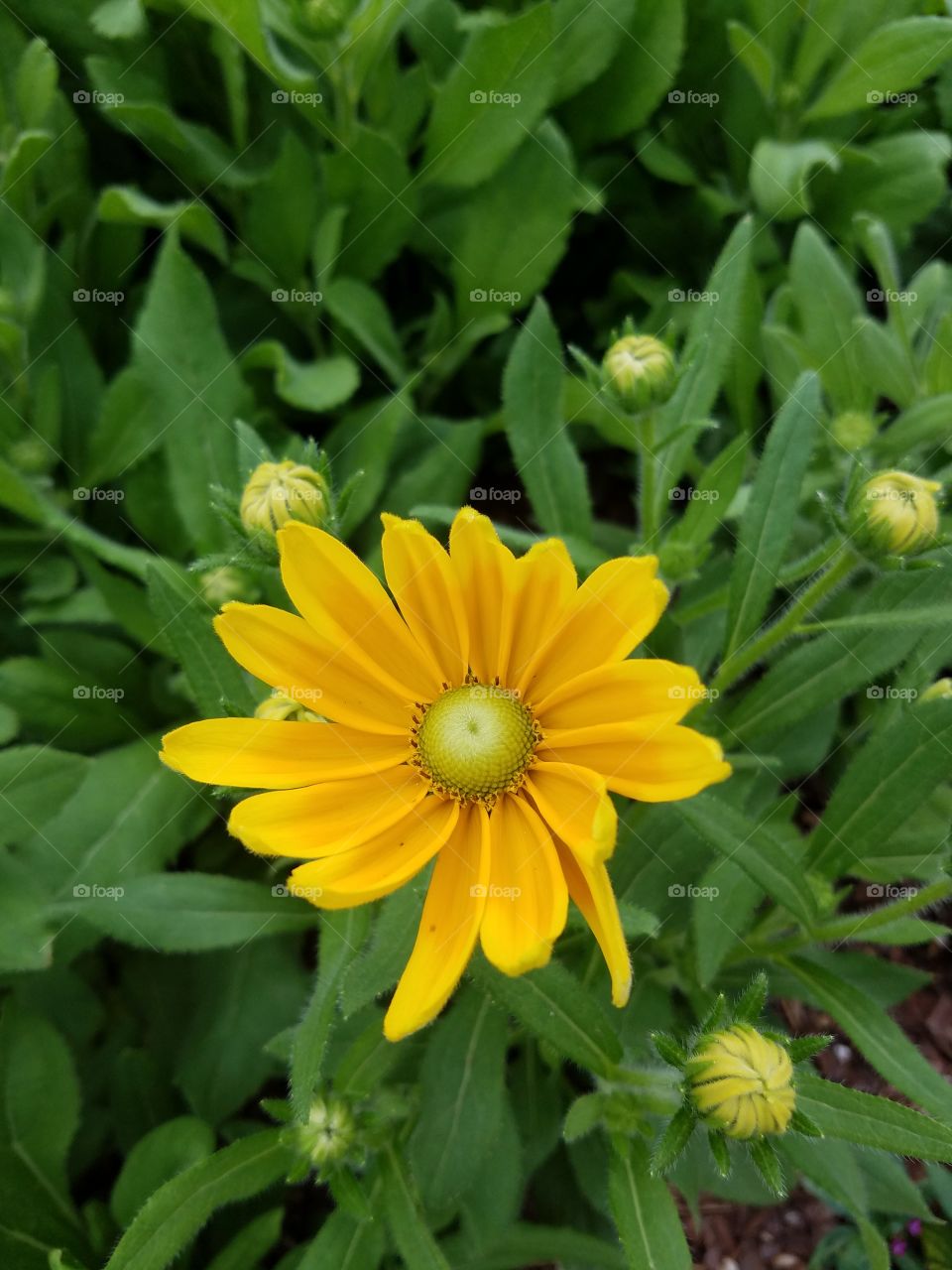 the friendliest flower the daisy