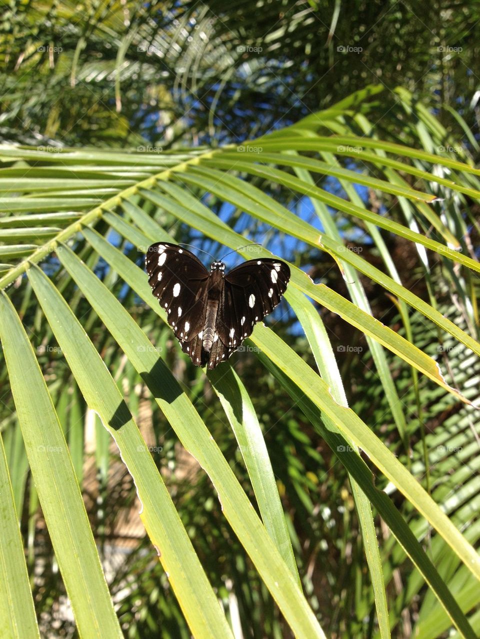 Common crow butterfly in yard