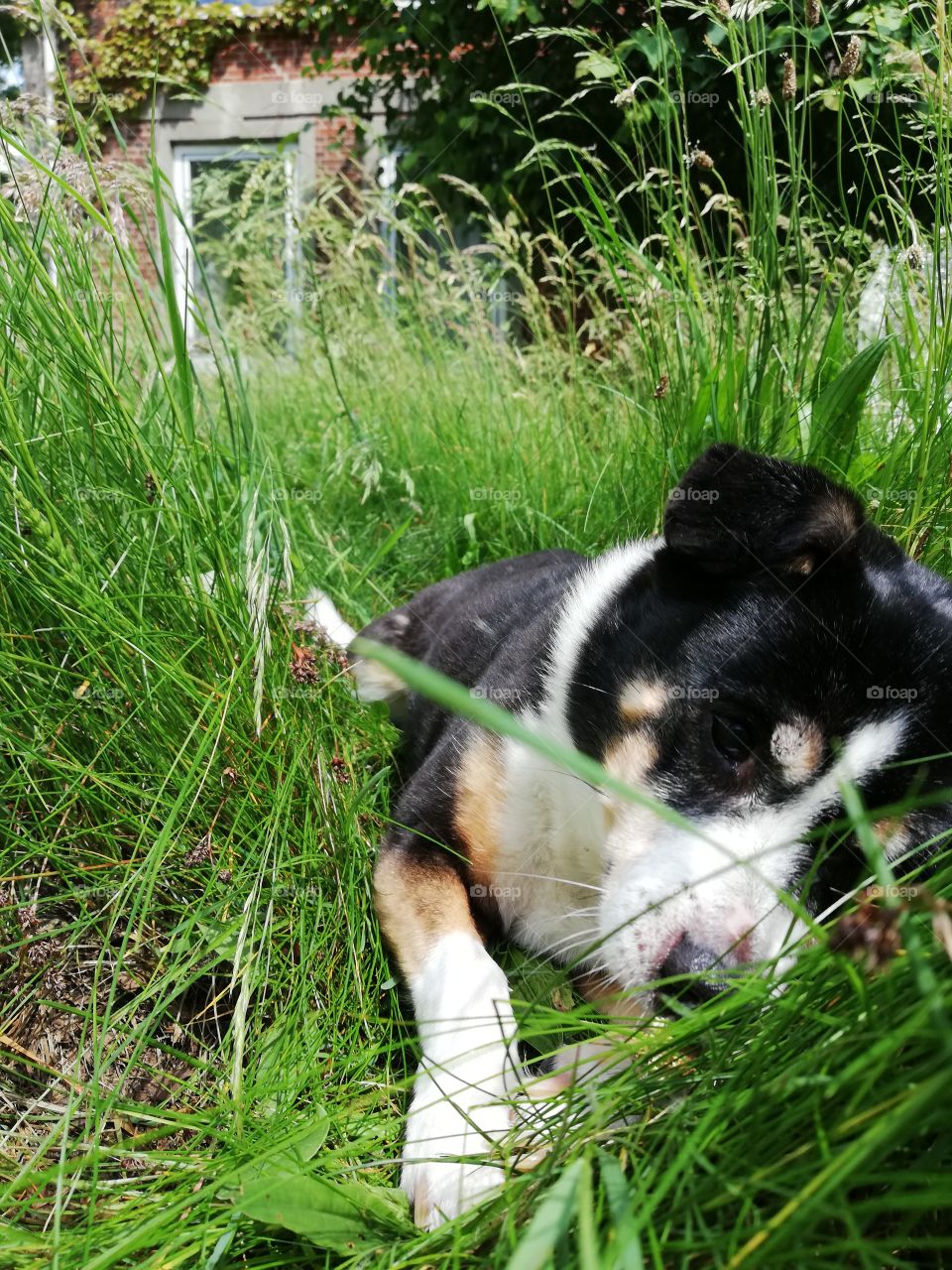 Back white and brown dog lying in green grass