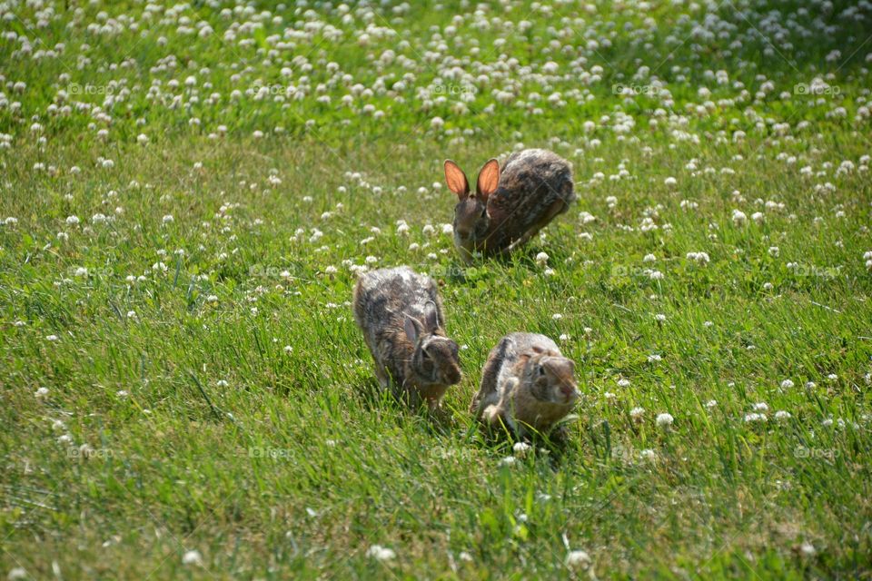 Rabbits enjoy running around 