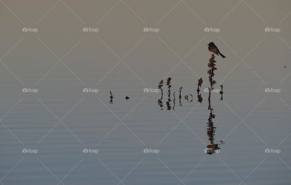 A Black Phoebe Perched on Submerged Foliage Reflected by Calm Marsh Waters