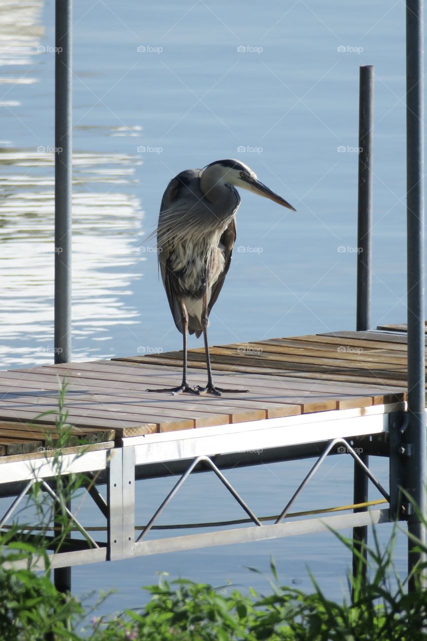 Great Blue Heron on a Wooden Dock in Front of the Water