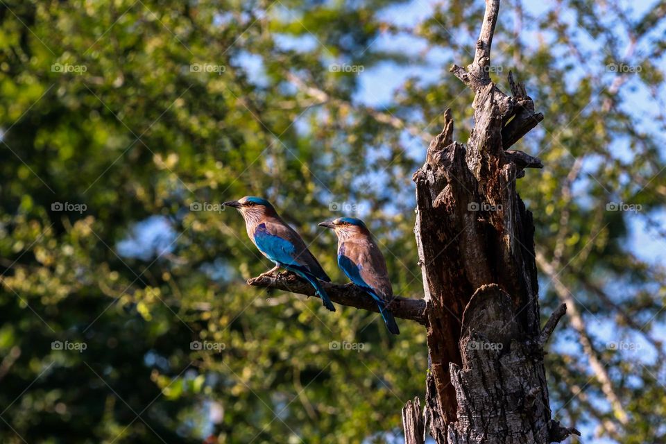 A lovable story of Indian roller fly was sitting and enjoying themselves