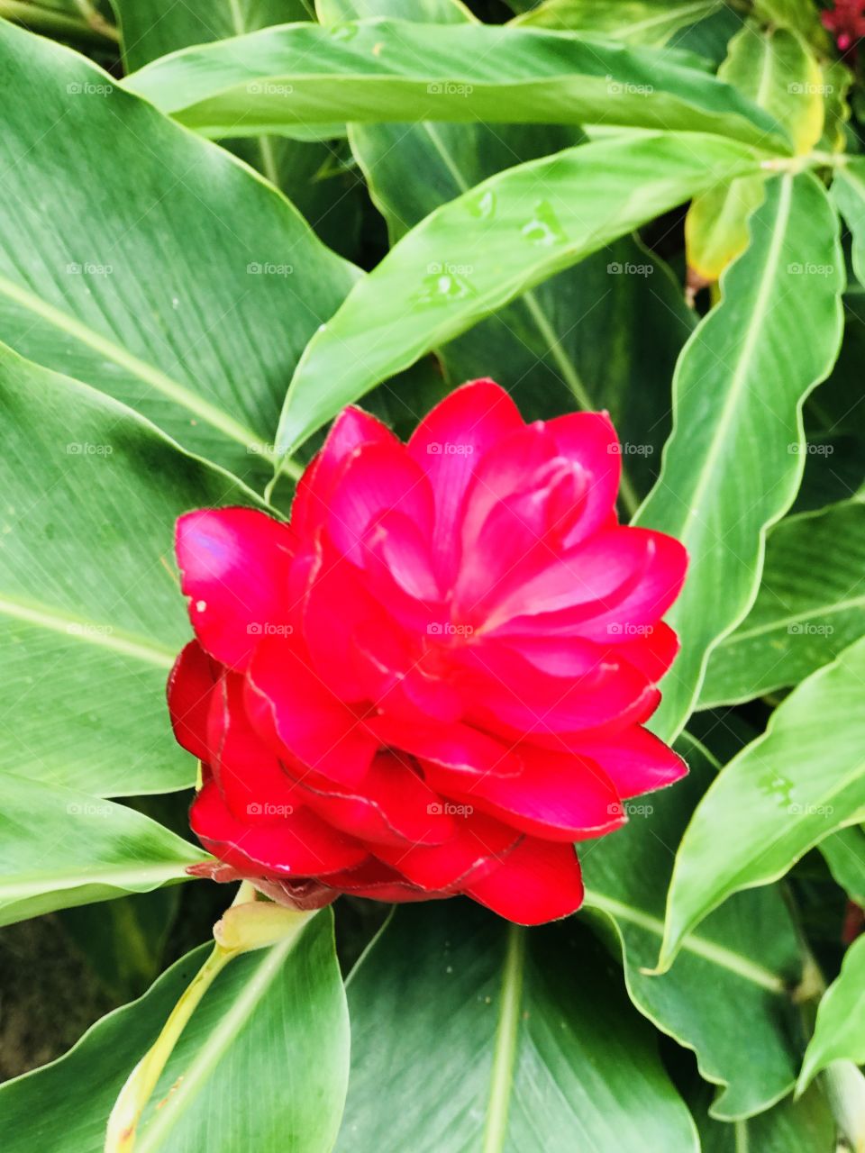 Morning Dew tropical flower