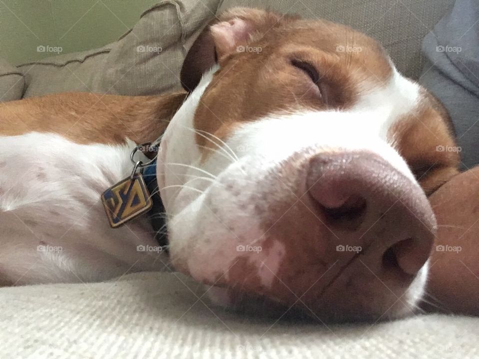 Beautiful sleeping pitbull dog