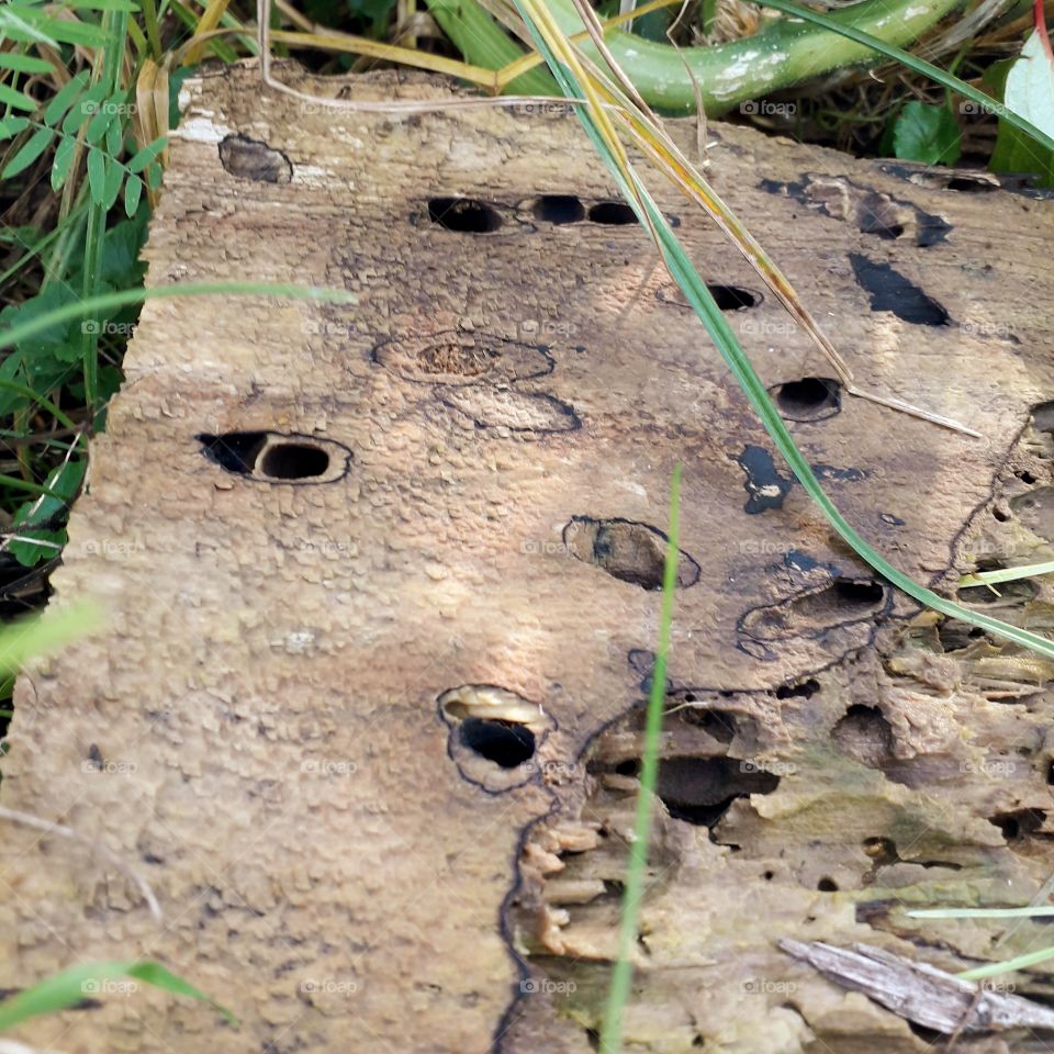 piece of wheather  damaged tree trunk  in the garden