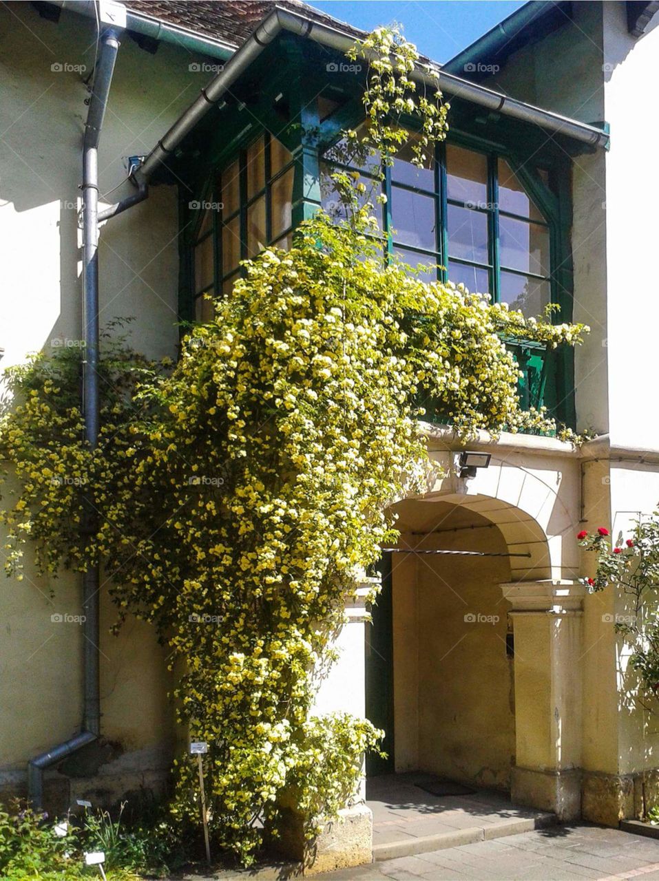 house in greenery