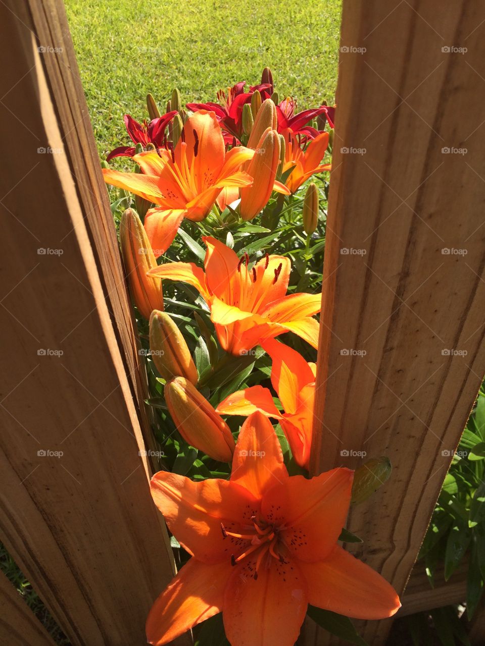 Lilies Through the Fence