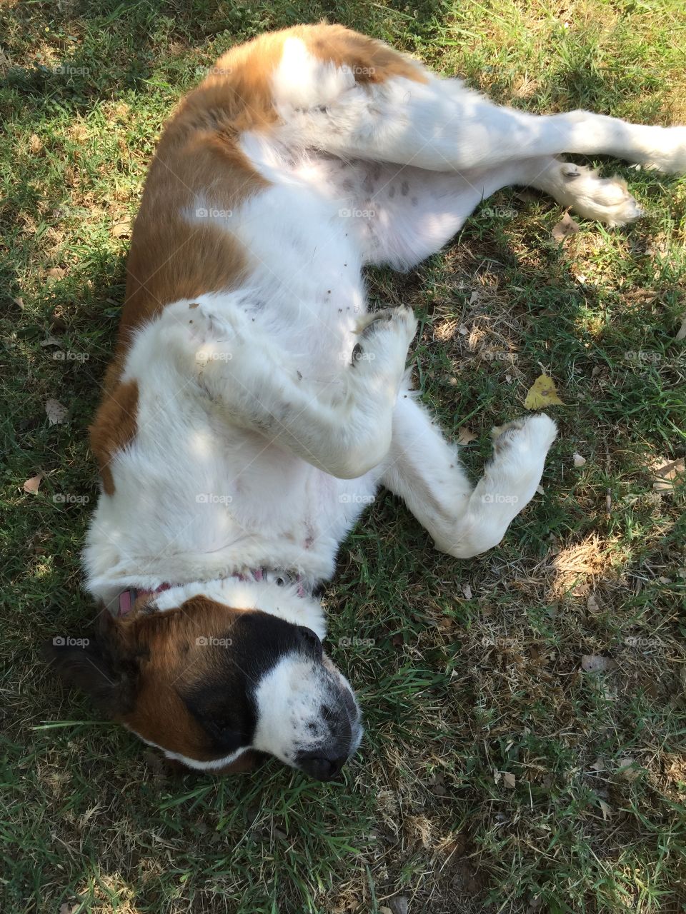 Topanga loves to roll in the grass. Surely that's common among St Bernards 😉
