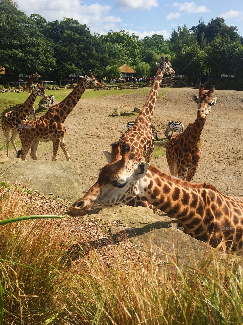 Mammal, Giraffe, Wildlife, Safari, Nature