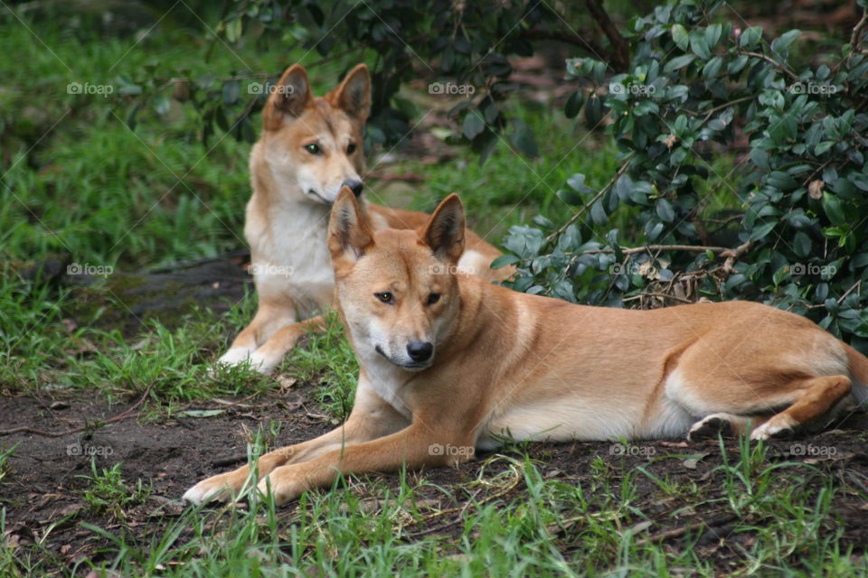 Dingoes