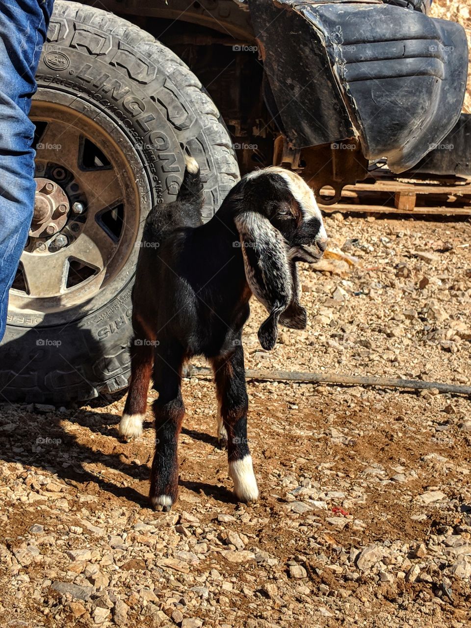 Cute little baby goat from a Bedouins' camp in the Judaean desert