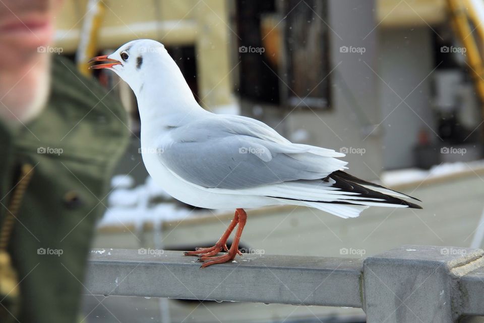 Seagull