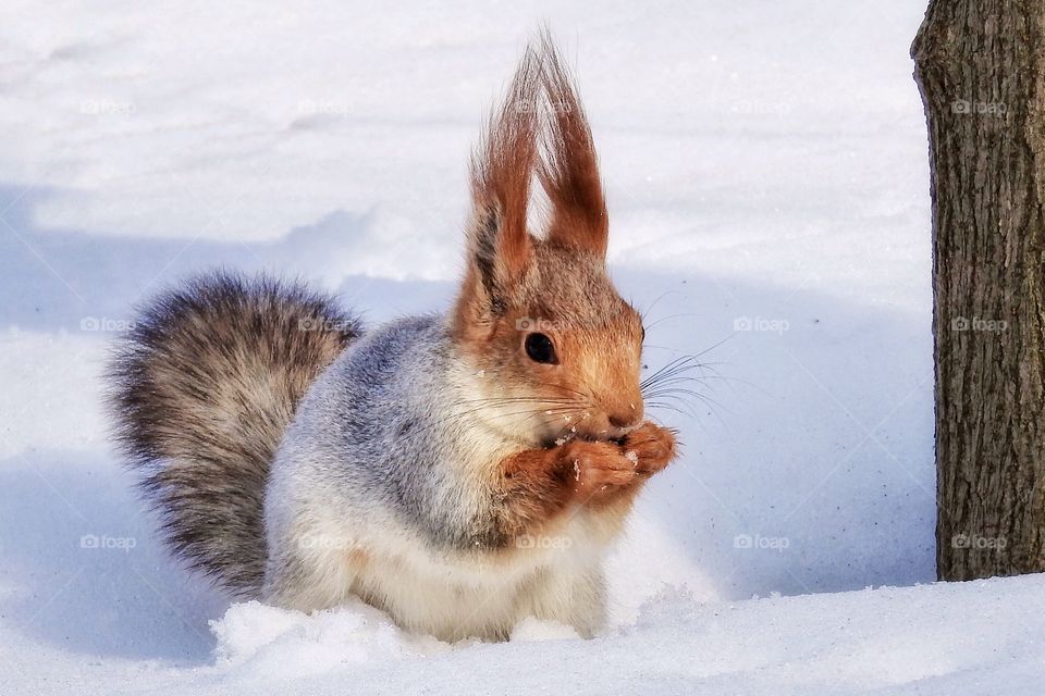 winter squirrel in the snow