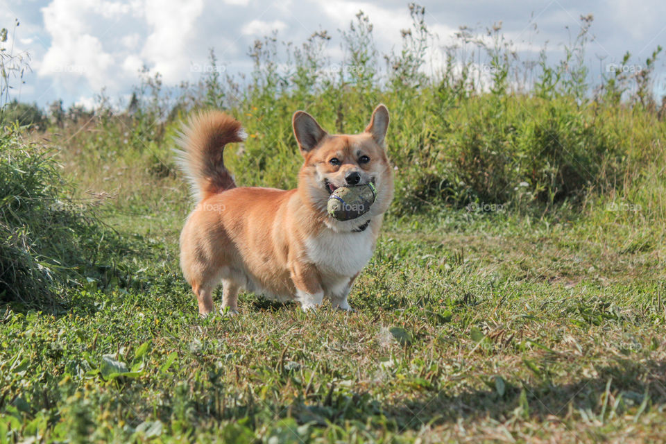 breed corgi dog walks on nature