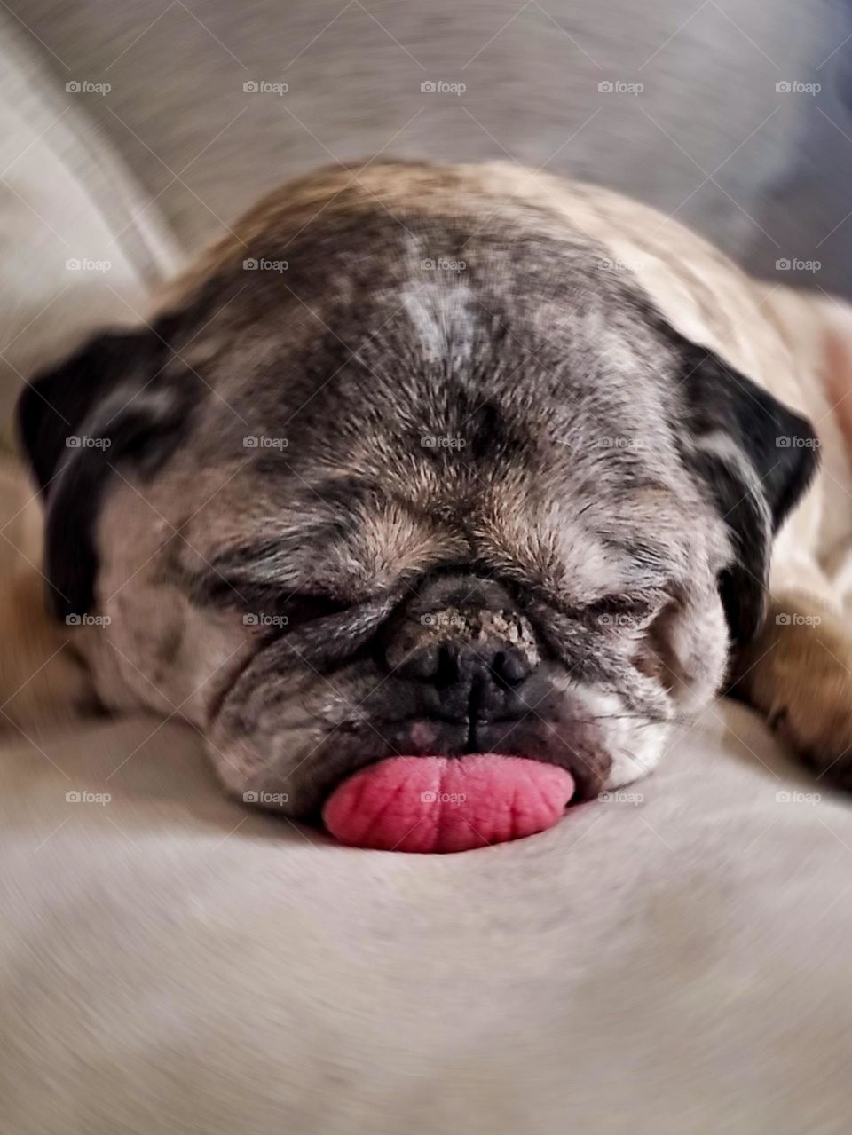Frank the pug enjoys a nap with his tongue on display