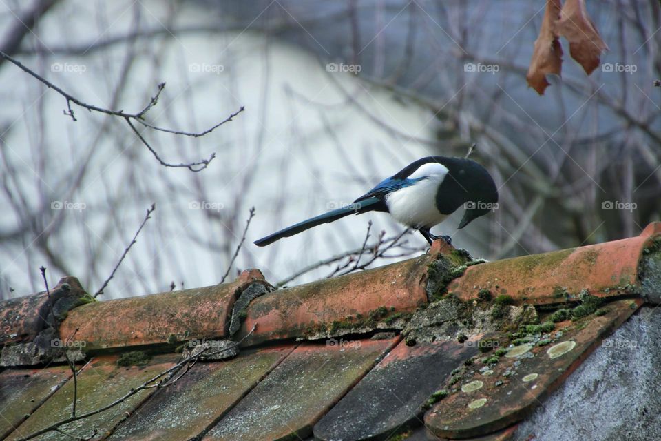 A magpie sits on the red roof of a hut and eats moss in winter