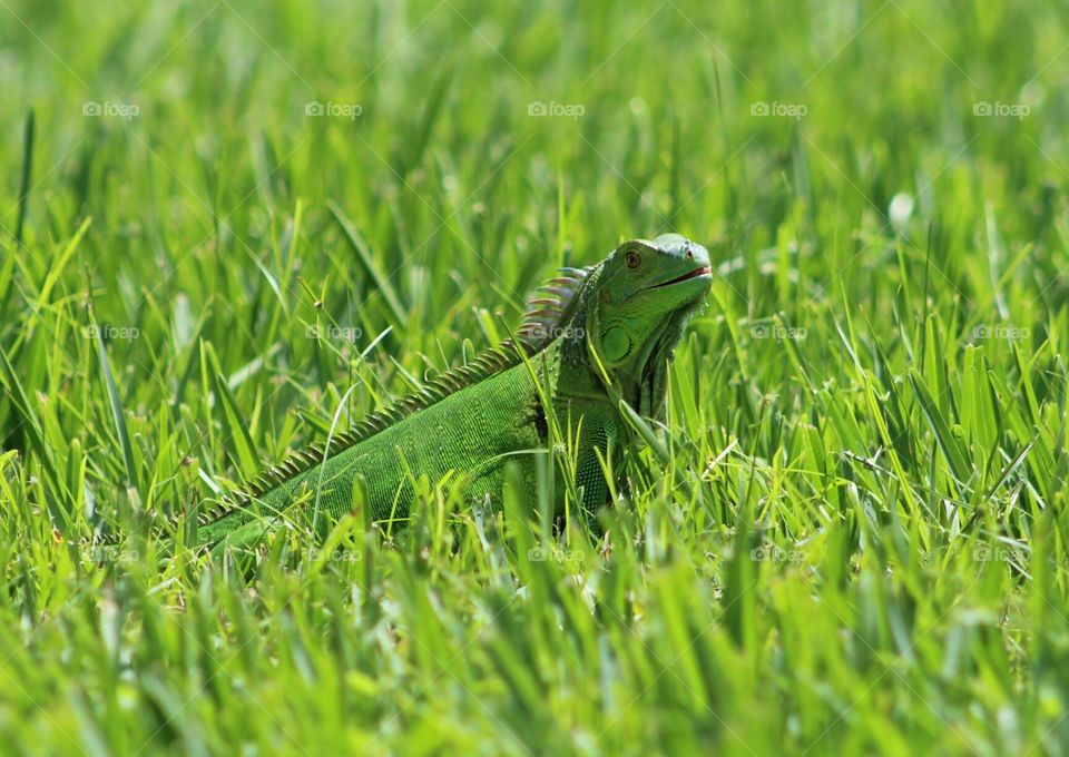grazing Iguana in the grass
