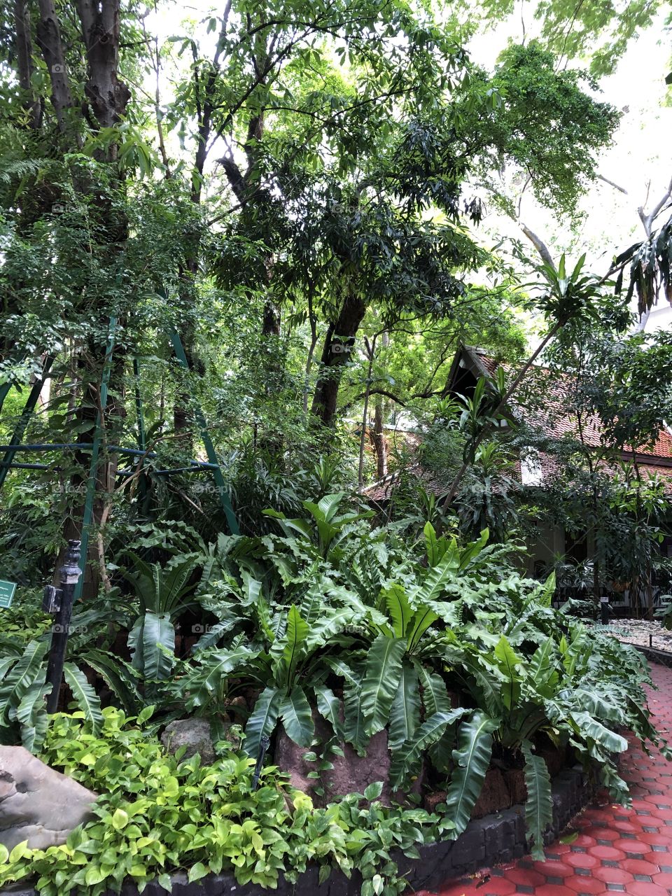 The green color stories, The temple in the forest.