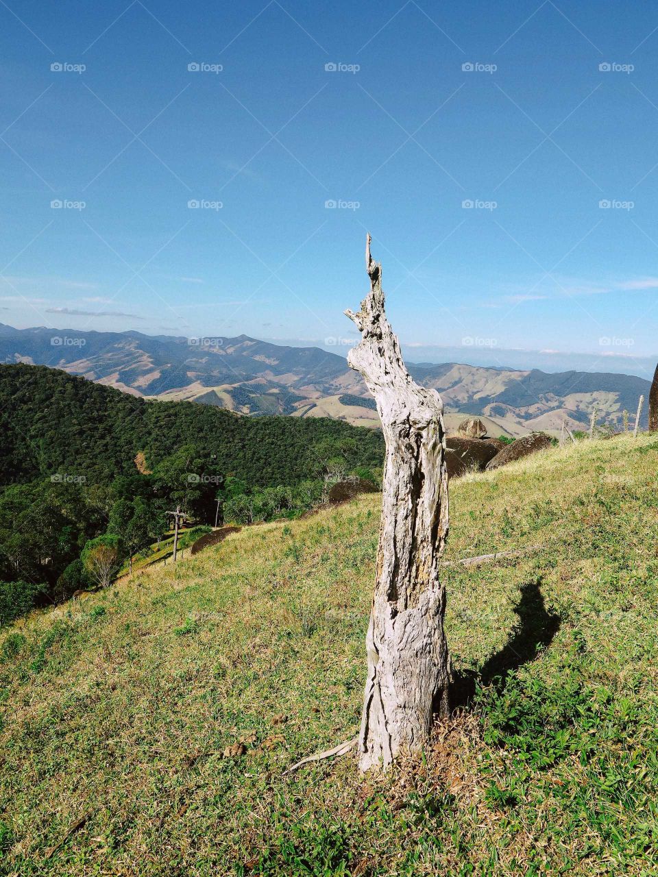 Dead trunk of a tree on grassy mountains in Brazil.