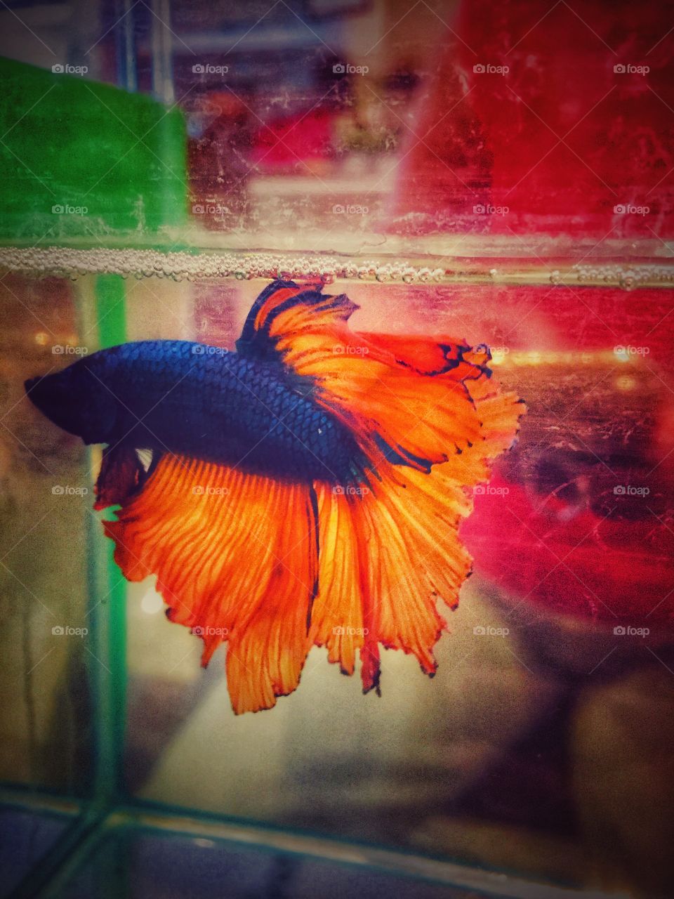 Fighting fish