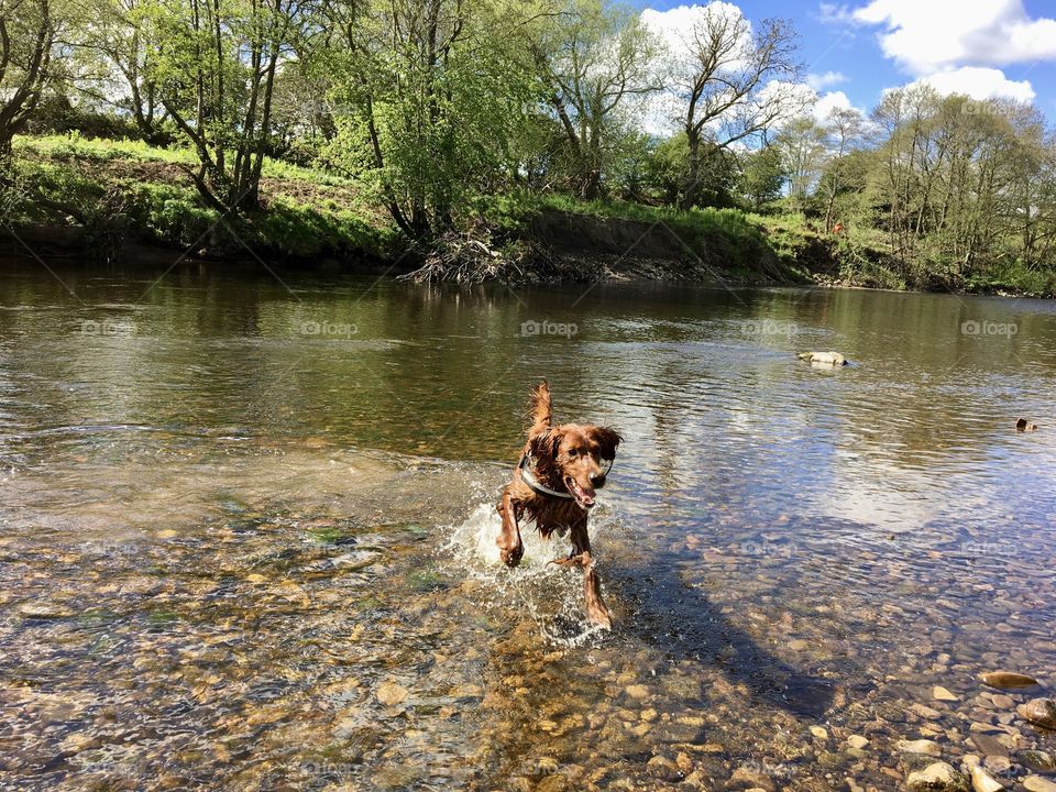 First of three images captured using my iphone ... Quinn totally happy enjoying a spot of wet play in the river 