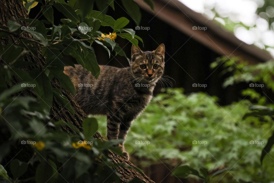 桂花树上的猫