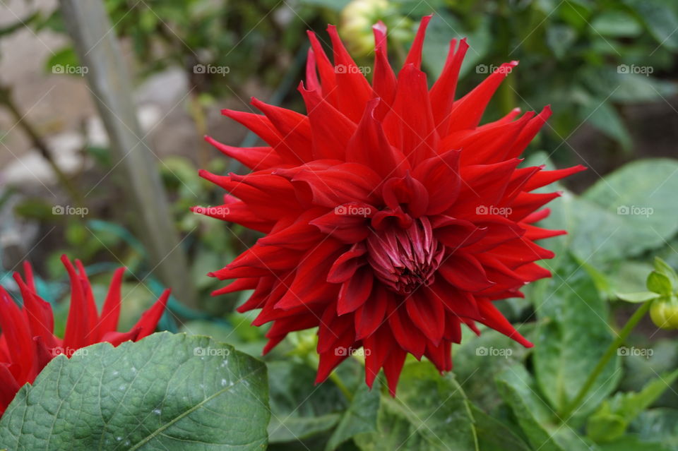 macro of a red flower