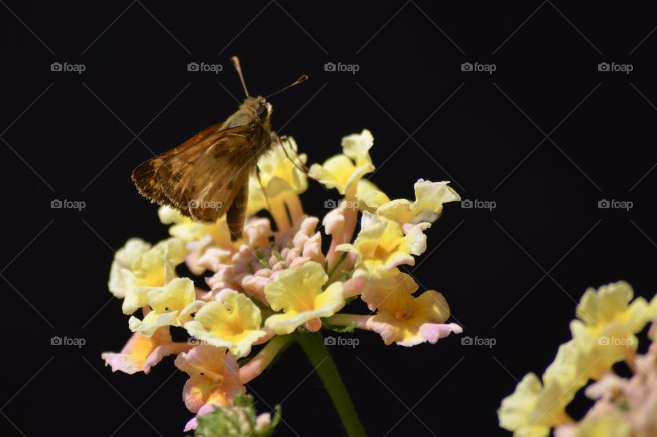 Brown Moth on Yellow Lantana