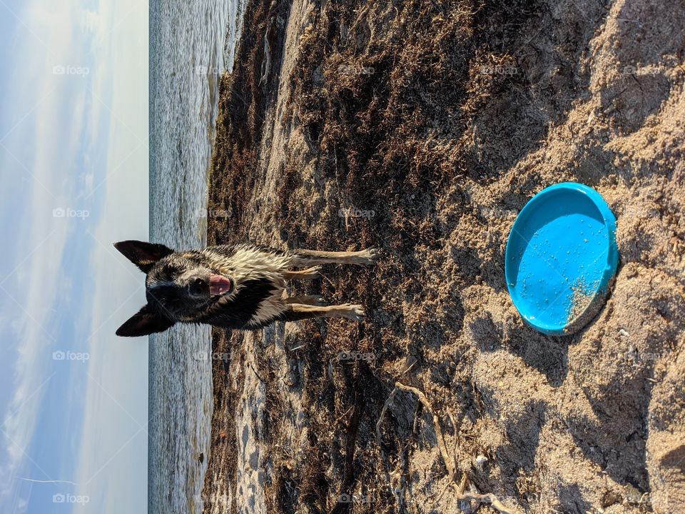Shepherd dog with frisbee